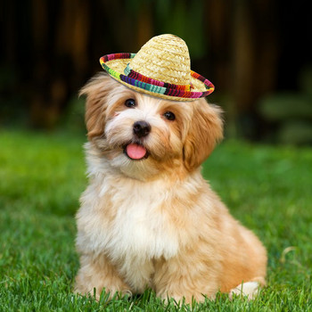 Καπέλο σκύλου Αξεσουάρ κουταβιού κατοικίδιων αναπνεύσιμα χαριτωμένα καλοκαιρινά καπέλα τσιουάουα εξωτερικού χώρου για μικρούς μεσαίους σκύλους Γάτες Ρυθμιζόμενο καπέλο για γατάκι