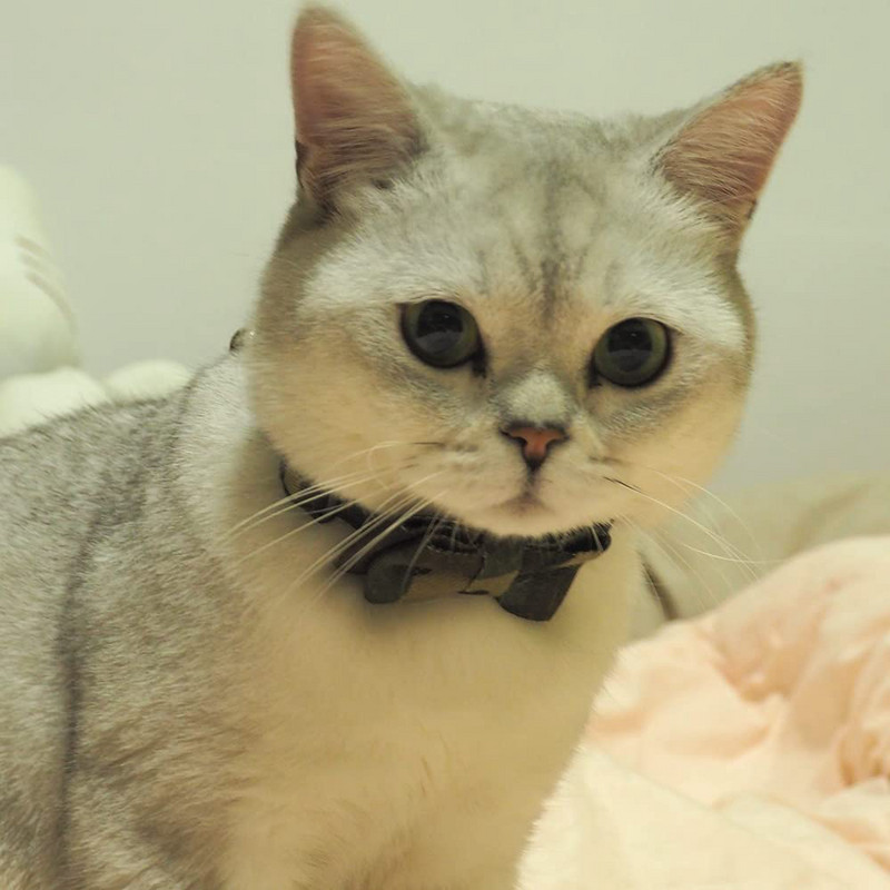 Maskēšanās kaķu kaklasiksna ar zvaniņu, ātri nolaižamu sprādzi un izturīgu kaķēnu kaķēnu kaklasiksnu, 6,8-10,8 collu