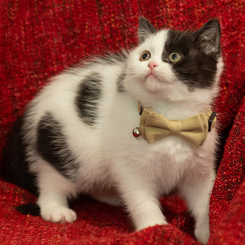 Breakaway macskanyakörv csengővel és klasszikus kockás csokornyakkendővel, állítható biztonsági cicanyakörvek háziállatok és kölykök számára 7,8-10,2 hüvelyk között