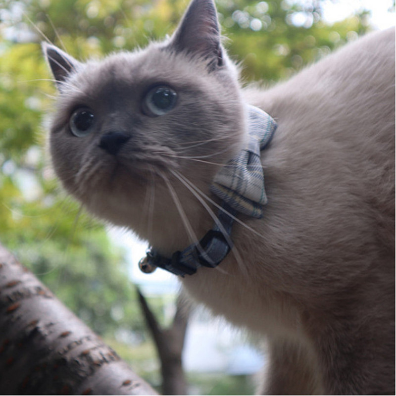 Breakaway macskanyakörv csengővel és klasszikus kockás csokornyakkendővel, állítható biztonsági cicanyakörvek háziállatok és kölykök számára 7,8-10,2 hüvelyk között