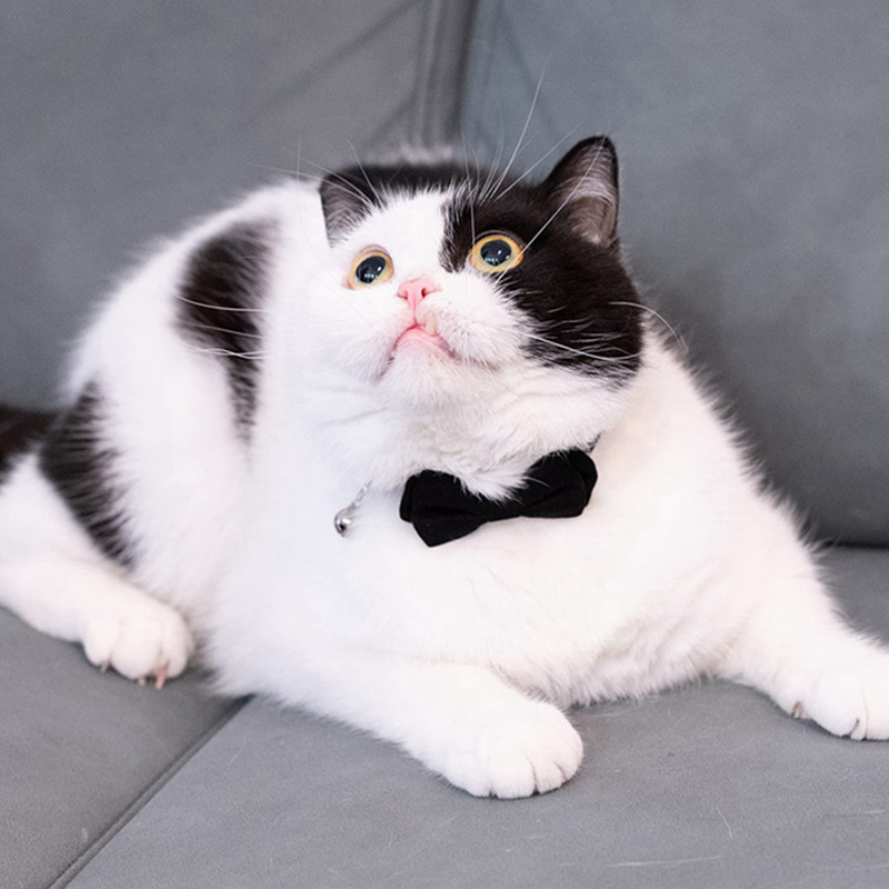 Regulējama kaķa kaklasiksna ar zvaniņu atdalāmu kaķēnu mazo kucēnu drošības tauriņu masīva kāzu pamata krāsa, krēmkrāsas un rozā un rozā sarkana