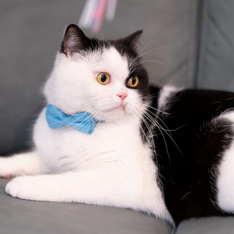 Regulējama kaķa kaklasiksna ar zvaniņu atdalāmu kaķēnu mazo kucēnu drošības tauriņu masīva kāzu pamata krāsa, krēmkrāsas un rozā un rozā sarkana