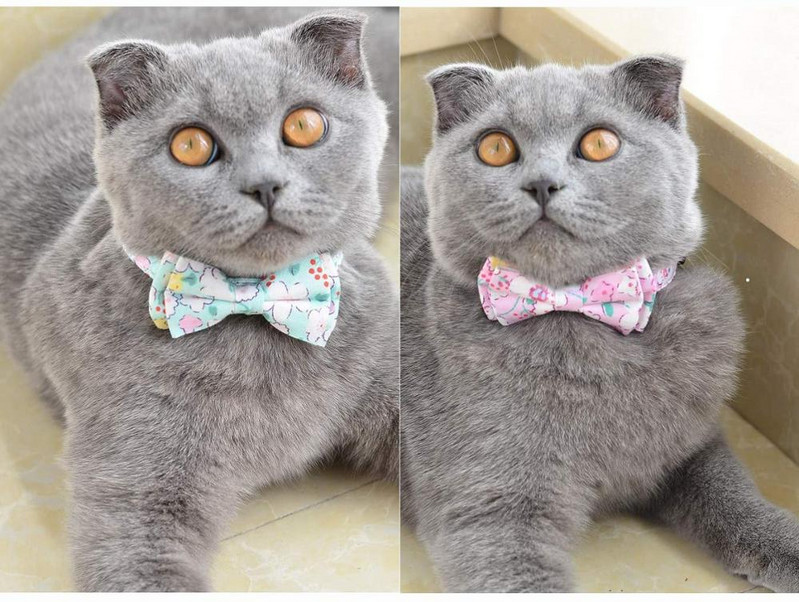 Breakaway kaķa kaklasiksnas zieds ar zvaniņu un tauriņa kaklasaites apkakles regulējamas drošības kaķenes kaķenes kucēnu kaklasiksnas