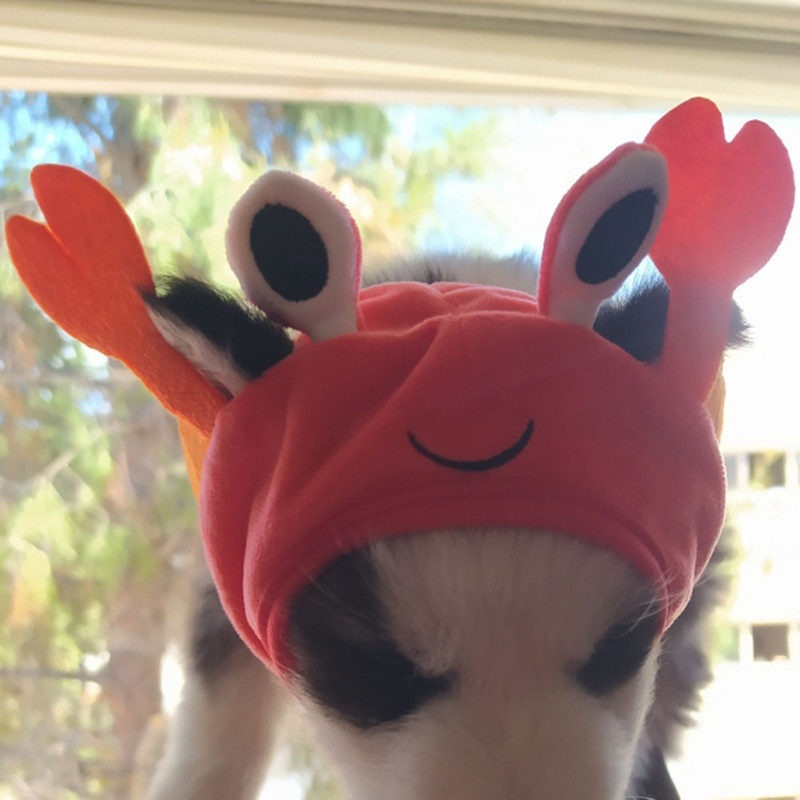 Jauka mājdzīvnieku cepure Maza suņa kaķa cepure Lieldienu zaķa cepure Krabis Omārs Vardes cepure Mājdzīvnieku ballītes aksesuāri Galvassegas kaķa kaķēnam mopsim