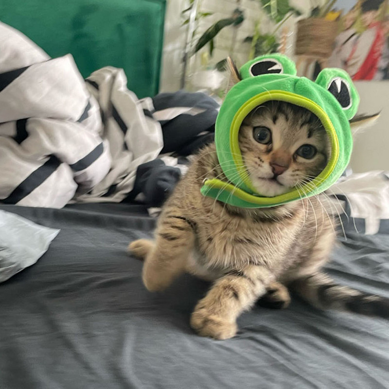 Jauka mājdzīvnieku cepure Maza suņa kaķa cepure Lieldienu zaķa cepure Krabis Omārs Vardes cepure Mājdzīvnieku ballītes aksesuāri Galvassegas kaķa kaķēnam mopsim