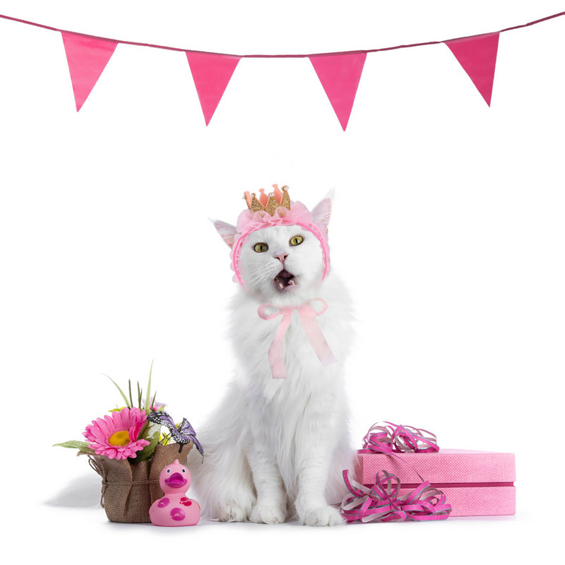 Lemmiklooma müts Dekoratiivne Elegantne lemmikloomamüts Armas kroonpits Lemmikpeapael Mood Lemmiklooma müts Kassi lemmiklooma riietus kassipoja kutsikapeole pulmadeks