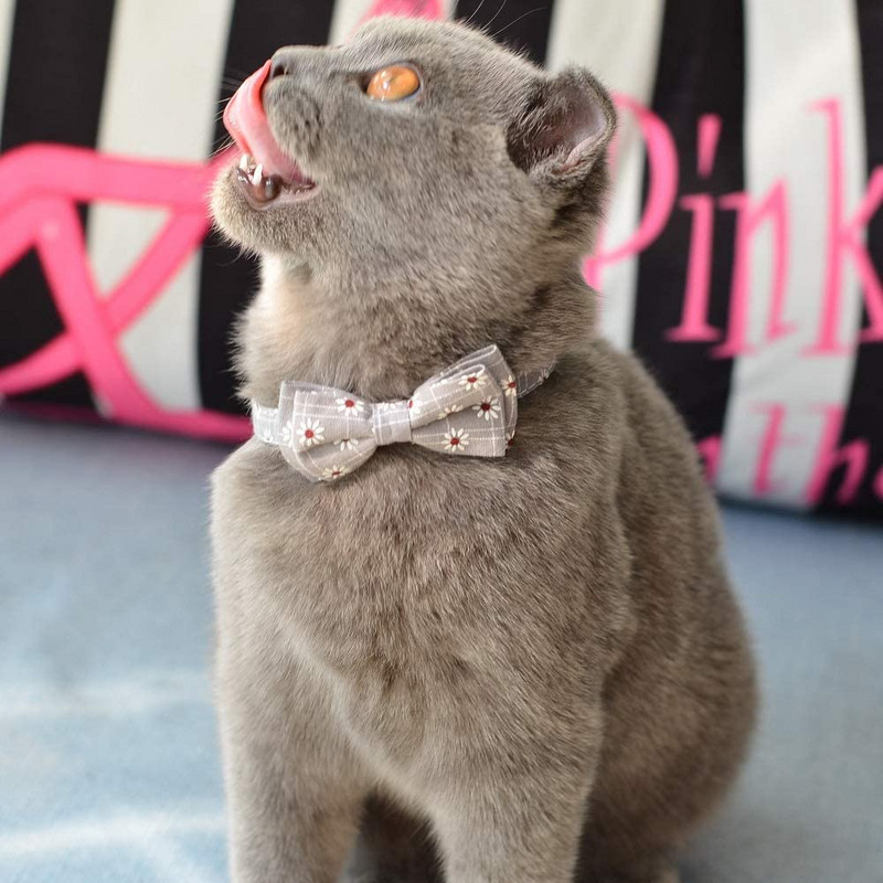 Kaķa kaklasiksna Breakaway ar zvaniņu un tauriņu ziedu rakstu ar ziedu rakstu, regulējams bantītis, kaķenes kaķenes kucēnu kaklasiksnas