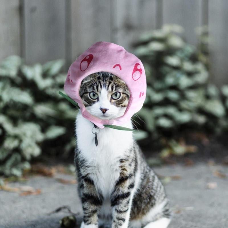 Kaķu cepures Mājdzīvnieku izstrādājumi Regulējama izmēra Mazgājams Mīlīgs dizains Apburoša plīša persiku kaķu cepure Cepure maziem vidēji lieliem suņiem