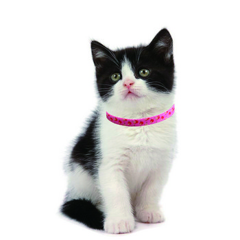 Κολάρα γάτας με κουδούνι και χαριτωμένα κρεμαστά μοτίβα φρούτων Ρυθμιζόμενα κολάρα για γατάκια ασφαλείας για κατοικίδια γατούλα Μικρά σκυλιά