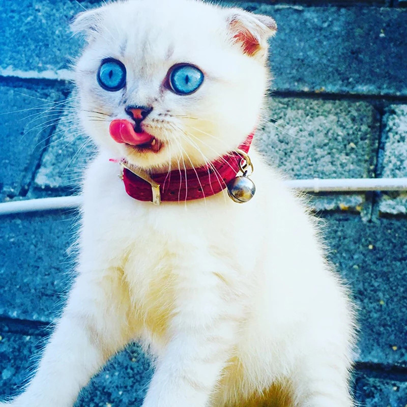 Heart Charm és Bell Cat nyakörv, rugalmas, állítható puha bársony anyaggal 8 színű kisállat termék kis kutya nyakörv