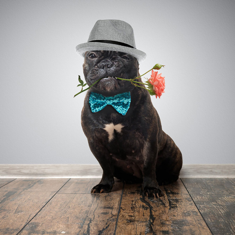 Jauna, jauka, elastīga suņu tauriņa kaklasaite mājdzīvnieku kaklasaite Modes flitera mājdzīvnieku tauriņš dzimšanas dienai Ziemassvētkos mājdzīvnieku apģērbu aksesuāri