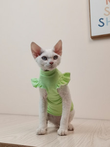 Vékony, ujjú, szfinx pamut mellény Bőrbarát szfinx macska ruhák nyári szőrtelen macska Devon Rex ruhák macska szfinx számára