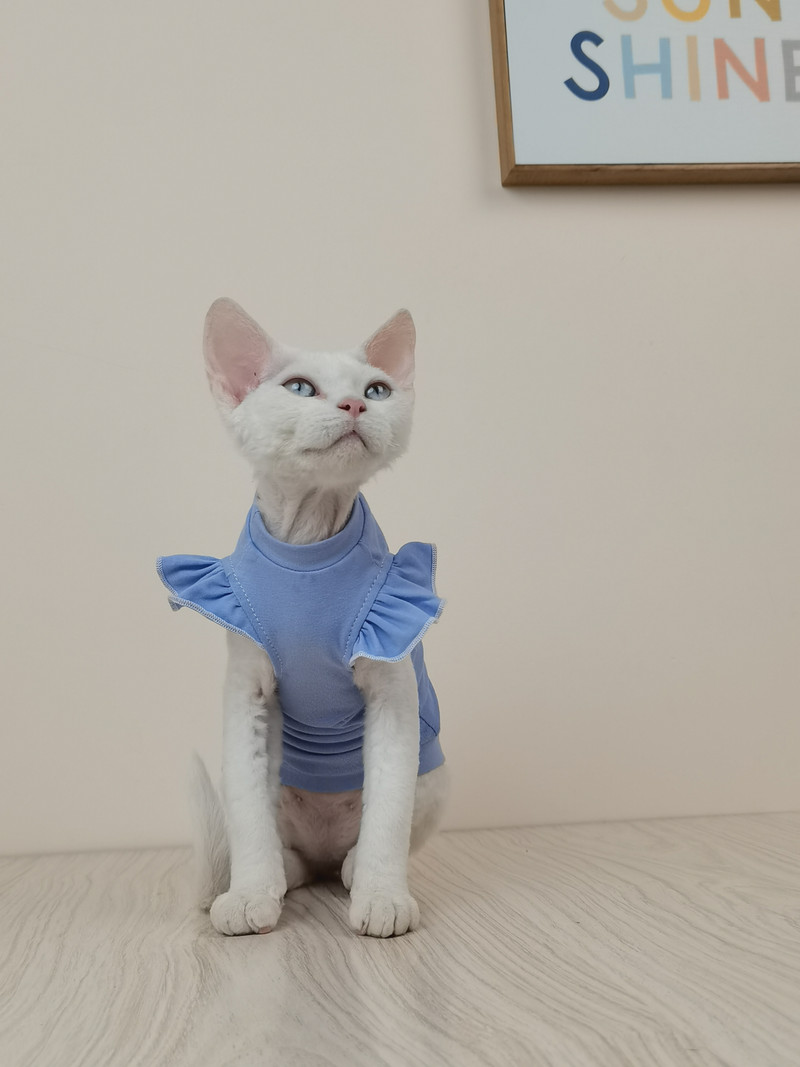 Vékony, ujjú, szfinx pamut mellény Bőrbarát szfinx macska ruhák nyári szőrtelen macska Devon Rex ruhák macska szfinx számára