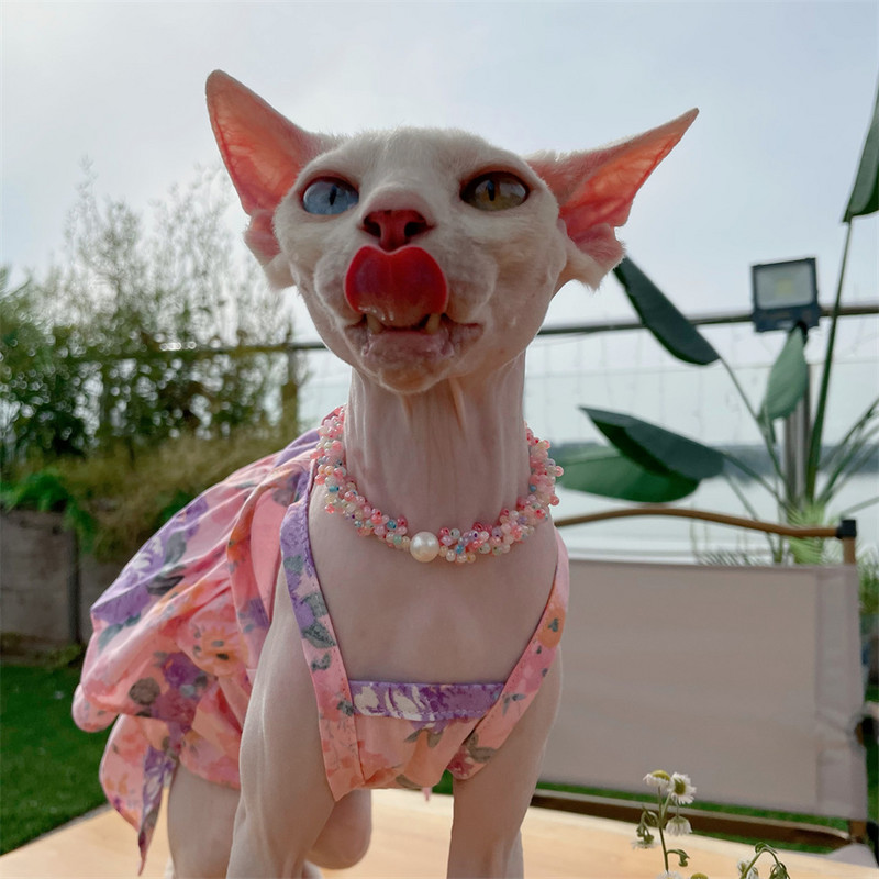 Sfinksa kaķa kūkas kleita mežģīņu ziedu kokvilnas rozā svārki kaķēniem bez matiem kaķu drēbes mīksts plāns materiāls Devon Rex svārki mājdzīvniekam