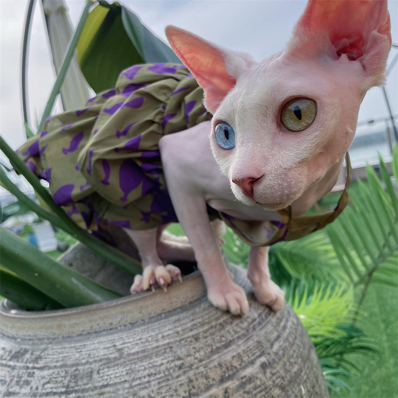 Sfinksa kaķu kūkas kleita mežģīņu kokvilnas svārki bez apmatojuma kaķu drēbēm Mīksta saldi violeta kleita Devon Rex kaķēnu mētelis pavasarī