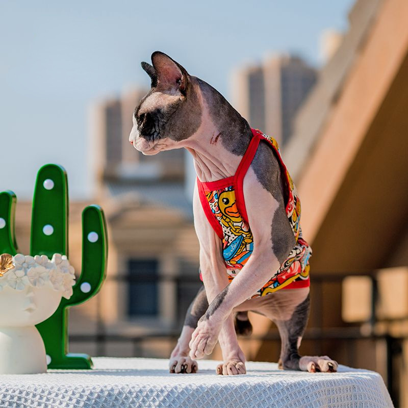 Jauki sfinksu kaķu apģērbi vasarā elpojoši kokvilnas Devonas veste kaķēns Samll suns Ropa Para Gatos mājdzīvnieku kaķēnu apģērbs kaķiem kucēnam