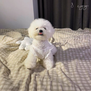 Κέντημα Λευκό Διχτυωτό Φόρεμα Ρούχα για σκύλους Kawaii Κομψή Γαμήλια Στολή Μικρά Σκυλιά Ρούχα Γάτα Κορεατικής μόδας Γλυκά είδη για κατοικίδια