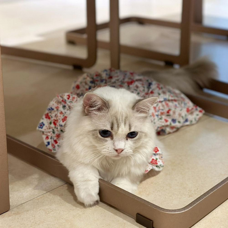 Nyári kutyaruha Fodros ujjú virágmintás vékony, elegáns ruha Macska Bichon Frise kis uszkár kutyaruhák