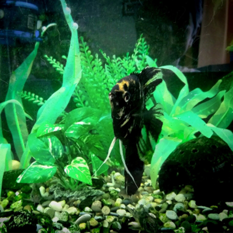 Akvárium szimuláció mesterséges víz fű akvárium dekor 18-25 cm szilikon moszat dísz Dekorációs növények Akvárium kiegészítők