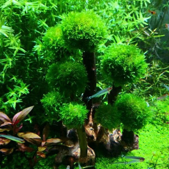 Δεξαμενή ψαριών Plant Moss Tree Διακόσμηση τοπίου Ξύλο φυτό Root Driftwood Aquatic Plants Αξεσουάρ ενυδρείου γρασίδι (χωρίς βρύα)