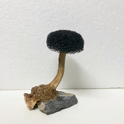 Akvaariumi akvaariumi tarvikud (samblata)