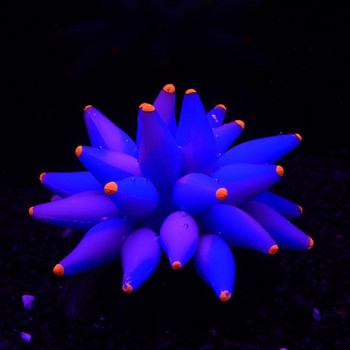Флуоресцентен мехур Корал Симулация на морски таралеж Цветен мек аквариум Корал Мек силикон Светеща морска анемона Декор за аквариум