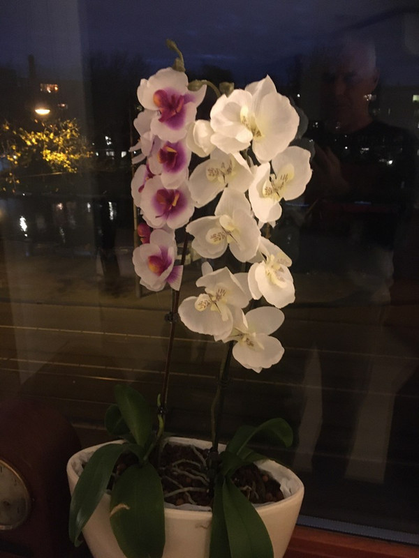 1 tk Kunstlik siidist valge liblikas orhidee lilled Moth võltslill pulmapeo kodufestivali kaunistuseks