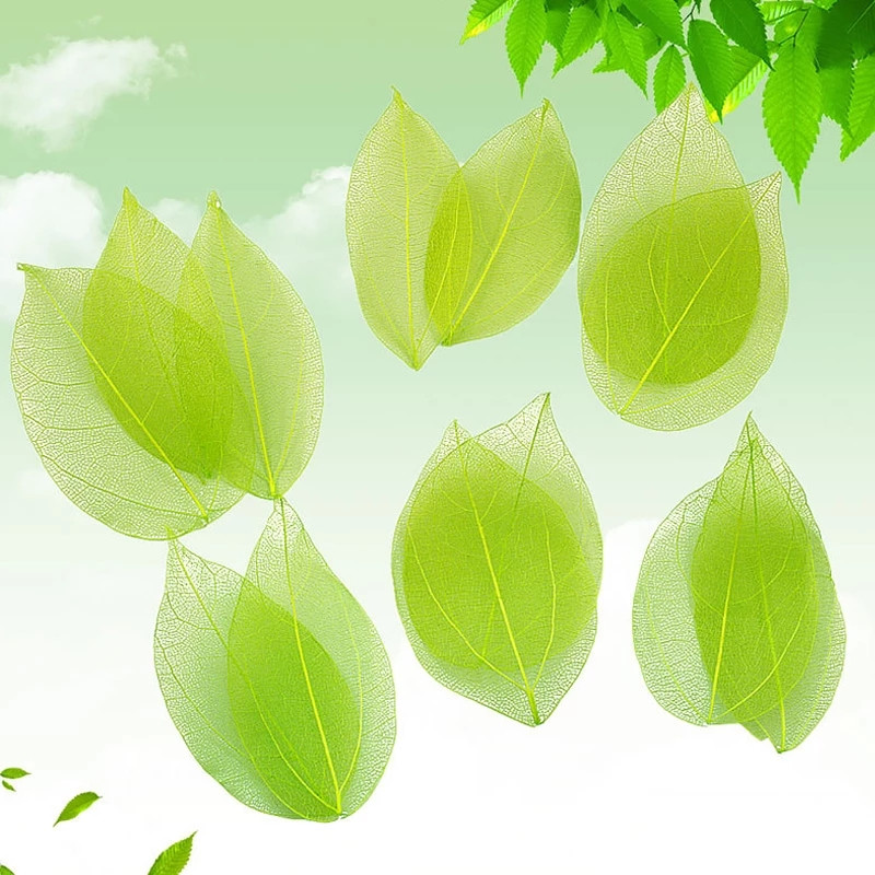 100 gab. Dabīgs Skelets Lapu Vēnās Žāvēti Nagu mākslas darbi Ziedi Grāmatzīmes Aksesuāri ballīšu mājas dekorēšanai DIY Roku darbs Materiāli