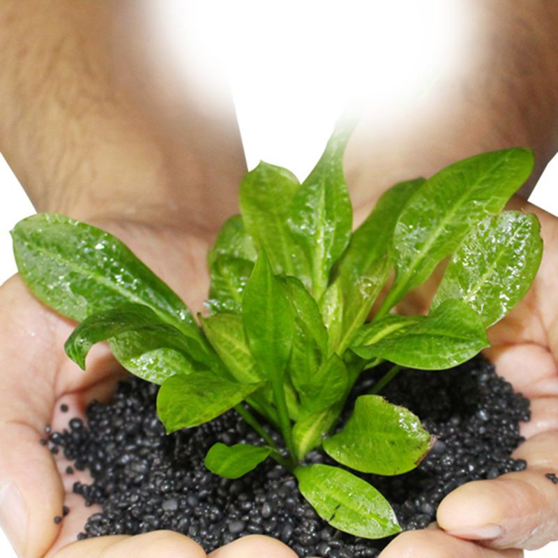 Žuvų rezervuaro vandens augalų derlingumo substratas smėlio akvariumo trąšos akvariumo substratas vandens plūduriuojantis žolės molis akvariumo dirvožemis