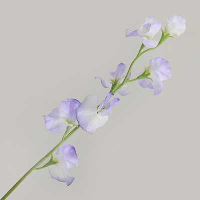 JAUNS Ziemeļvalstu zirņu orhideju zars zīda ziedi kāzu dekorēšana Mariage Bride zīda mākslīgais zieds Flores Artificiales mājas dekors