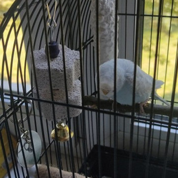 Ορυκτό για Parrot Pet Supplies Bird Cage Toy Grinding Stone Flower Shape Hang Style Parakeet Toy Parrot Accessories