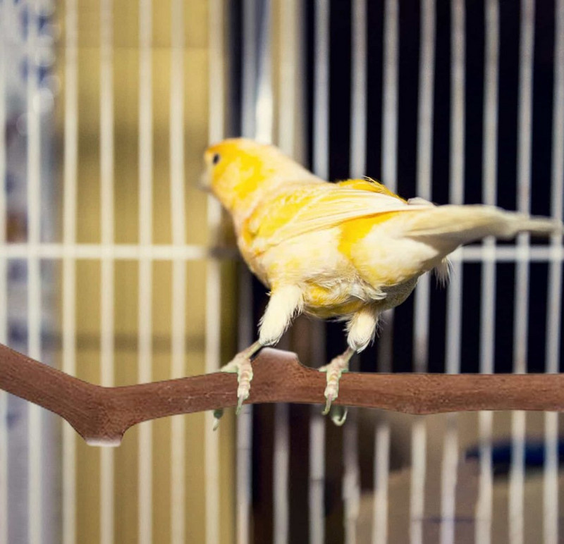 Papagáj Madár Álló Bot Szőlőszár Fa rúd Madár Kakas papagáj ülőrudak Harapás Karom Köszörülő játék Madárketrec Kiegészítők