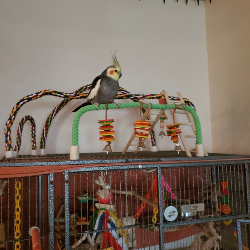 Putnu virves asari būris, rotaļlietas kāpšanas rotaļlieta vīteņpapagailei, žubītei, mazai papagaiļai, divu izmēru kokvilnas virvei mājdzīvnieka dāvana