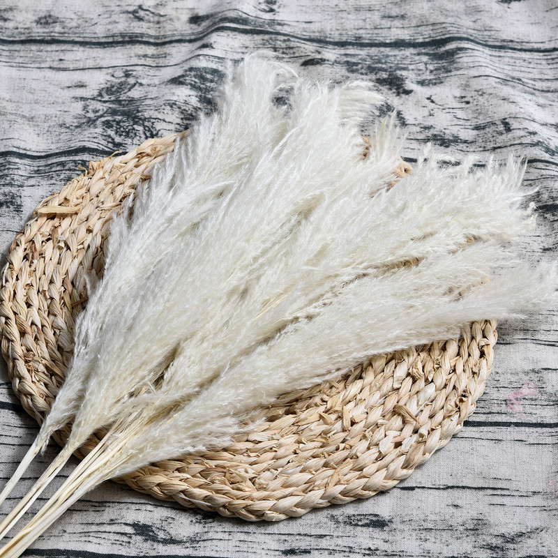 10 gab. Gaišas krāsas kāzu ziedu ķekars Dabīgi kaltēti Pampas zāle Fragmīti Mākslīgie augi Mājas Dekoram Kāzu Ziedu Bu