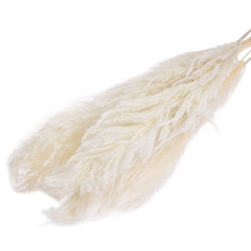 10 gab. Gaišas krāsas kāzu ziedu ķekars Dabīgi kaltēti Pampas zāle Fragmīti Mākslīgie augi Mājas Dekoram Kāzu Ziedu Bu