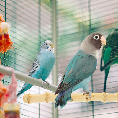 Putnu papagaiļu būris asari Rotaļlietas Laktas Rotaļu statīvs Mājdzīvnieku platforma Rotaļu laukums Trenažieru zāles statīvi Šūpoles Papagaiļi Spēļu statīvs Šūpoles Komplekts Piederumi