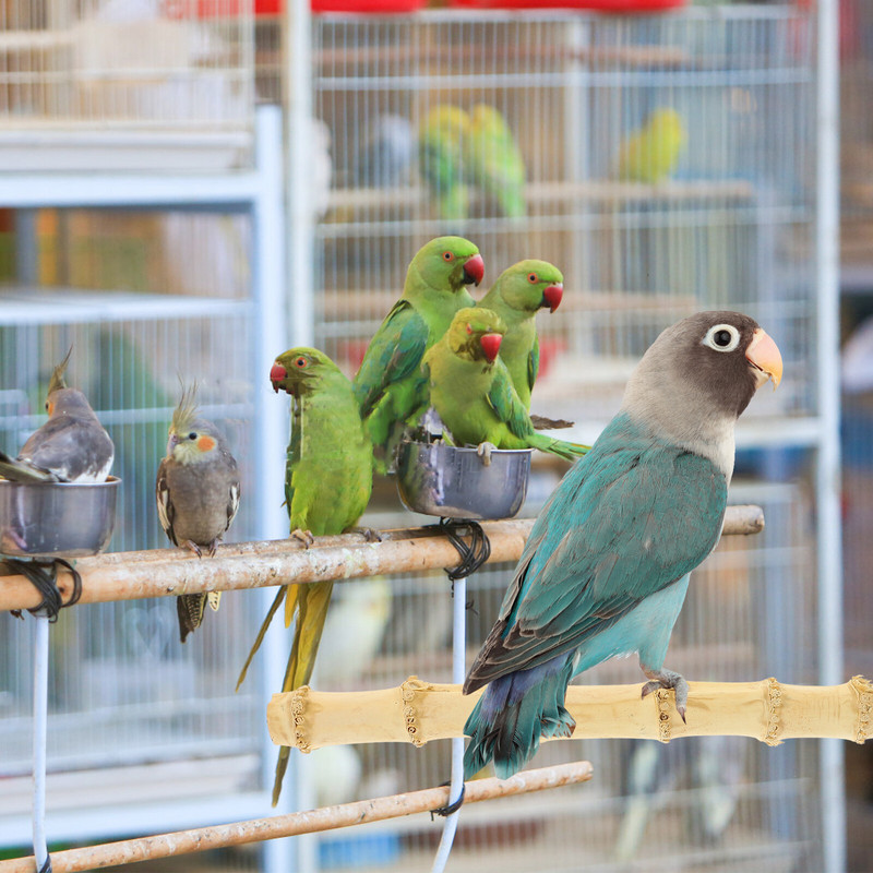 Putnu papagaiļu būris asari Rotaļlietas Laktas Rotaļu statīvs Mājdzīvnieku platforma Rotaļu laukums Trenažieru zāles statīvi Šūpoles Papagaiļi Spēļu statīvs Šūpoles Komplekts Piederumi