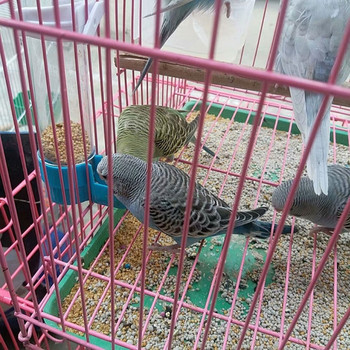 Pet Bird Plastic Auto Feeder Parrot Cockatiel Feeding Water Drinker Cup Bowl Dispenser Cage Supplies