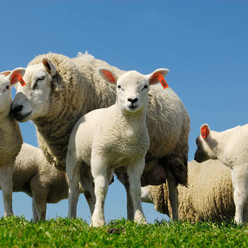 Животновъдство Овце ушни етикети 100 бр. Номерирани 001-100 Пластмасови апликатори за маркери за ушни етикети за овце, кози, крави, идентификация на животни