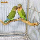 Dabīgs papagailis asaris putnu statīvs koku nūja ķepu slīpēšanas dakša papagailis kāpšana putns stāv zari Rotaļlietas putnu būru piederumi