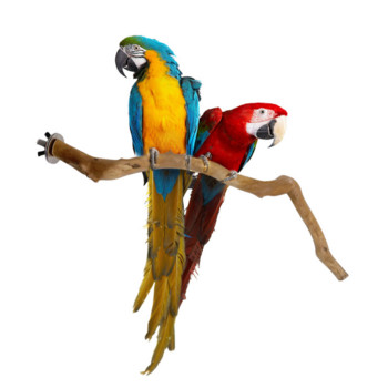 Φυσικός παπαγάλος Πέρκα Πουλί Βάση Δέντρου Ραβδί Παξιμάδι Πιρούνι λείανσης Παπαγάλος Αναρρίχηση Πουλί Όρθια Κλαδιά Παιχνίδια Αξεσουάρ κλουβιών πουλιών