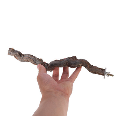 Mājdzīvnieku papagailis, putns, stāvošs nūja