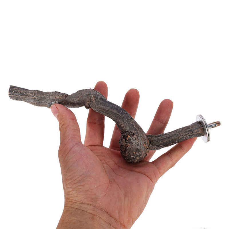 Mājdzīvnieku papagailis, putns, stāvošs nūja