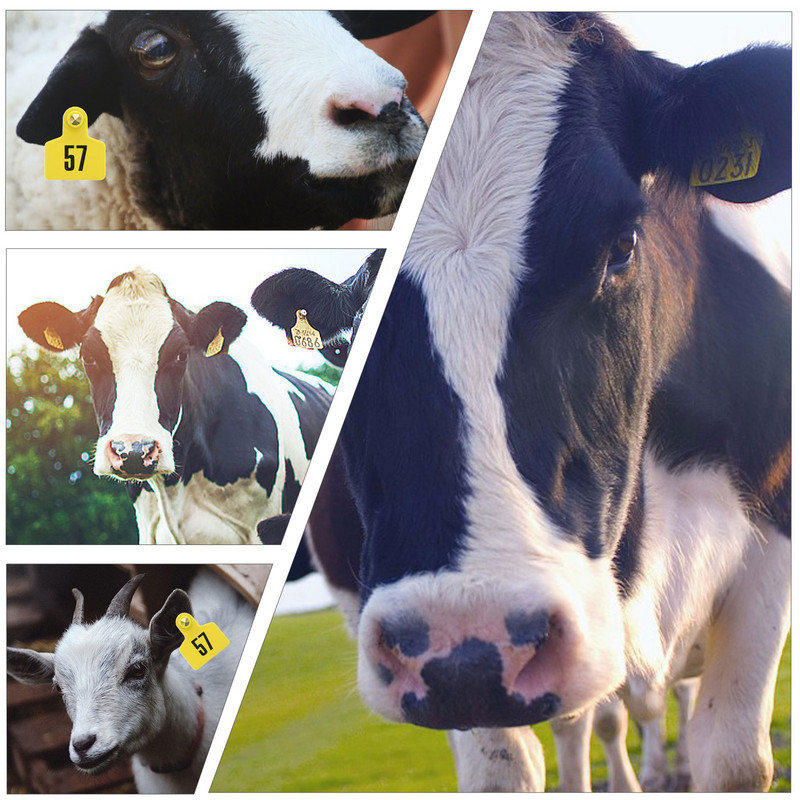 100 τμχ Κενές Ετικέτες αυτιών για κατσίκες Πρόβατα Γουρούνια Αγελάδες Βοοειδή Μοσχάρι Ζώο Κενό αυτί Κίτρινο