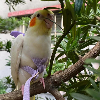Parrot Bird Flying Traction Rope Λουρί και λουρί Ρυθμιζόμενο σχοινί εκπαίδευσης κατά του δαγκώματος Ζώνη ιμάντων έλξης για εξωτερικούς χώρους