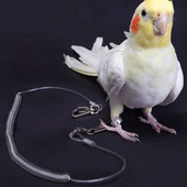 Inel pentru picioare din aliaj, centură flexibilă de lanț de pasăre, frânghie din plastic anti mușcătură, papagal, pasăre, frânghie pentru antrenament de zbor în aer liber Macaw Starling