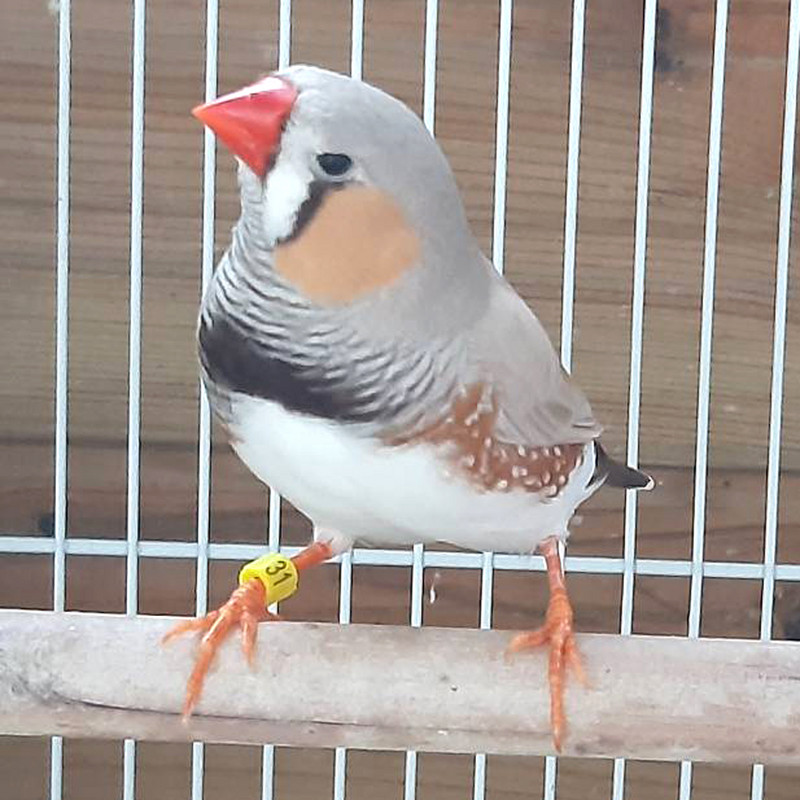 10 бр. Вътрешен 2.7/3/4/4.5/5 мм Пръстен с щипка за канарчета Птица Гълъб Пръстени за крака на папагал Пръстени за крака на малки птици с номер Пръстен с щипка за птици