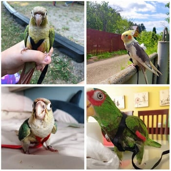 Parrot Bird Harness Leash Outdoor Flying Traction Straps Band Ρυθμιζόμενο σχοινί εκπαίδευσης κατά του δαγκώματος