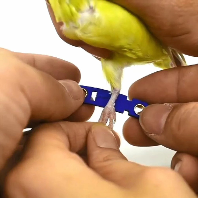 7 izmēra mājdzīvnieku papagailis kāju gredzens potītes pēdas ķēde putns zamšādas pēdas gredzens ķēde ādas papagaiļa pēda dzīvā sprādze gredzeni putnu aksesuāri