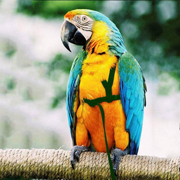 Parrot Bird Harness Leash Outdoor Flying Traction Straps Band Ρυθμιζόμενη ζώνη κατά του δαγκώματος Εκπαίδευση σχοινί Pigeon Bird Accessories